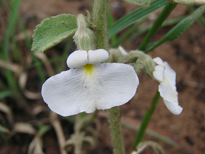 Hybanthus calceolaria © <a rel="nofollow" class="external text" href="https://www.flickr.com/photos/43216777@N04">João Medeiros</a>