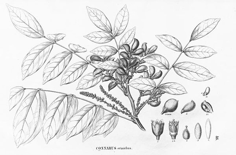Connarus erianthus © Carl Friedrich Philipp von Martius (1794-1868), August Wilhelm Eichler (1839-1887)