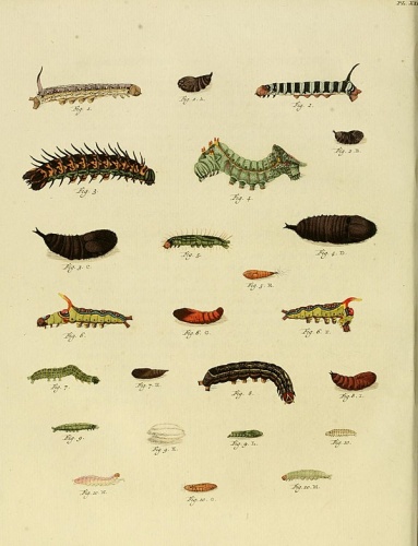 Callionima pan © <a href="https://en.wikipedia.org/wiki/Caspar_Stoll" class="extiw" title="en:Caspar Stoll">Caspar Stoll</a> (between  1725 and 1730 - 1791)