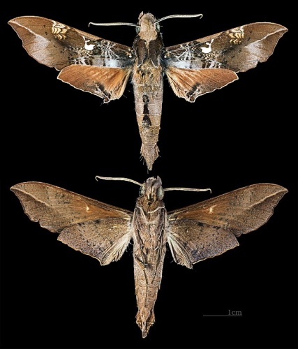 Callionima inuus &copy; <div class="fn value">
<a href="//commons.wikimedia.org/wiki/User:Archaeodontosaurus" title="User:Archaeodontosaurus">Didier Descouens</a>
</div>