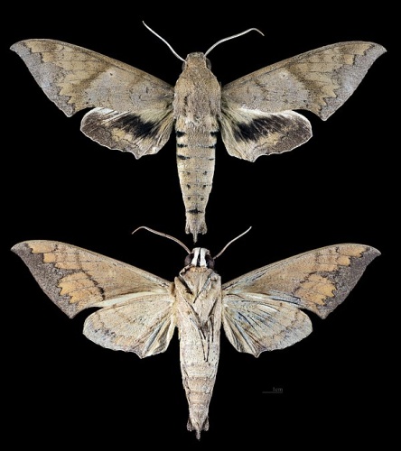 Pachylioides resumens © <div class="fn value">
<a href="//commons.wikimedia.org/wiki/User:Archaeodontosaurus" title="User:Archaeodontosaurus">Didier Descouens</a>
</div>