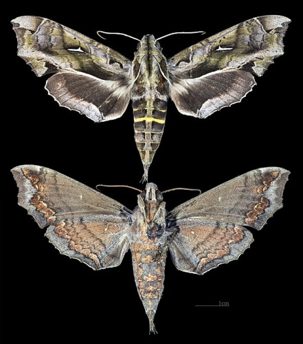 Hemeroplanes triptolemus © <div class="fn value">
<a href="//commons.wikimedia.org/wiki/User:Archaeodontosaurus" title="User:Archaeodontosaurus">Didier Descouens</a>
</div>