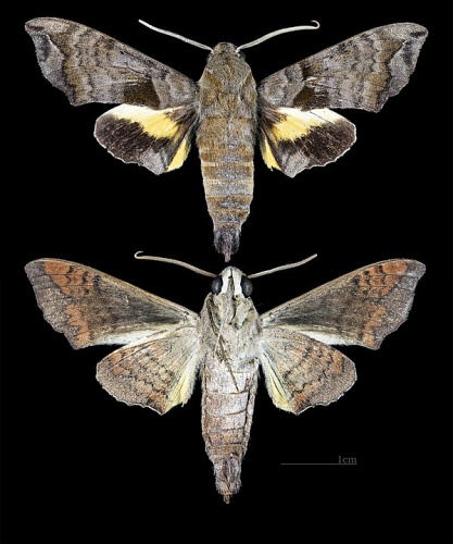 Perigonia ilus © <div class="fn value">
<a href="//commons.wikimedia.org/wiki/User:Archaeodontosaurus" title="User:Archaeodontosaurus">Didier Descouens</a>
</div>
