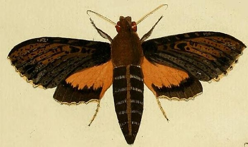 Isognathus scyron © <a href="https://en.wikipedia.org/wiki/Pieter_Cramer" class="extiw" title="en:Pieter Cramer">Pieter Cramer</a> (1721 - 1776) and <a href="https://en.wikipedia.org/wiki/Caspar_Stoll" class="extiw" title="en:Caspar Stoll">Caspar Stoll</a> (between  1725 and 1730 - 1791)