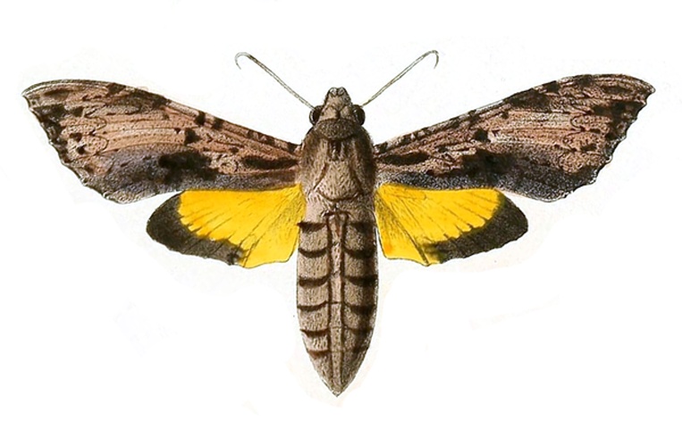 Isognathus leachii © E.A. Smith
