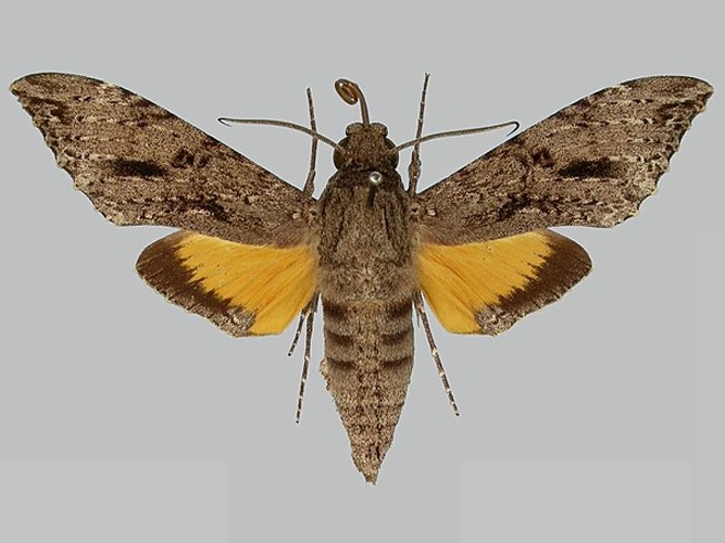Isognathus swainsonii © The Trustees of the Natural History Museum, London