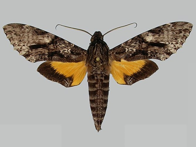 Isognathus occidentalis © The Trustees of the Natural History Museum, London