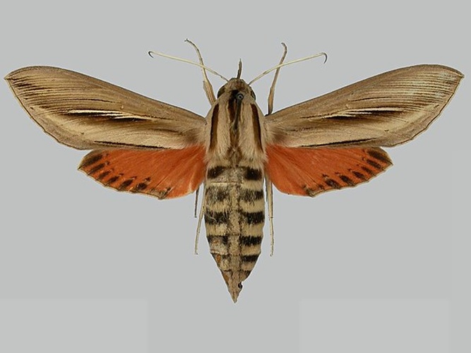 Phryxus caicus © The Trustees of the Natural History Museum, London