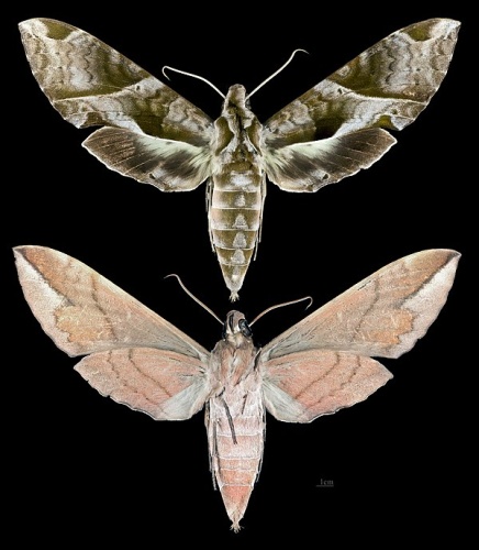 Eumorpha anchemolus © <div class="fn value">
<a href="//commons.wikimedia.org/wiki/User:Archaeodontosaurus" title="User:Archaeodontosaurus">Didier Descouens</a>
</div>