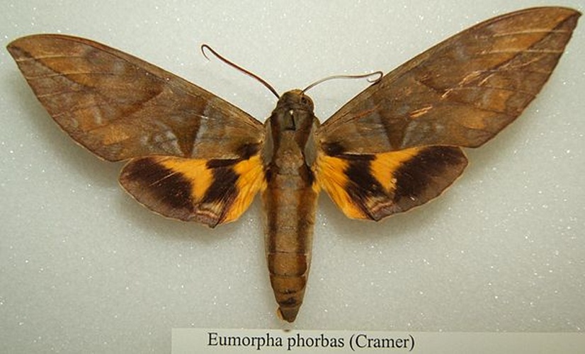 Eumorpha phorbas © No machine-readable author provided. <a href="//commons.wikimedia.org/wiki/User:Kugamazog~commonswiki" title="User:Kugamazog~commonswiki">Kugamazog~commonswiki</a> assumed (based on copyright claims).