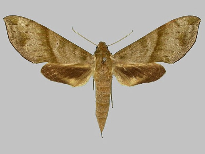 Xylophanes pistacina © The Trustees of the Natural History Museum, London