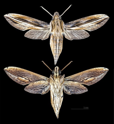 Xylophanes thyelia © <div class="fn value">
<a href="//commons.wikimedia.org/wiki/User:Archaeodontosaurus" title="User:Archaeodontosaurus">Didier Descouens</a>
</div>