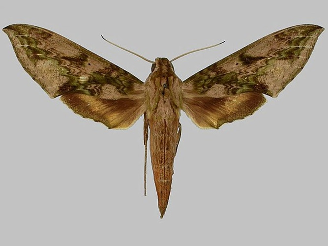 Xylophanes fusimacula © The Trustees of the Natural History Museum, London
