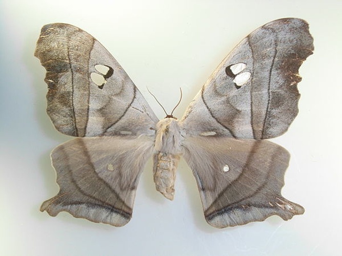 Dysdaemonia boreas &copy; <a href="//commons.wikimedia.org/wiki/User:Notafly" title="User:Notafly">Notafly</a>