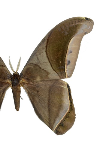 Rhescyntis hippodamia &copy; <a rel="nofollow" class="external text" href="https://www.flickr.com/people/11014423@N07">Geoff Gallice</a>