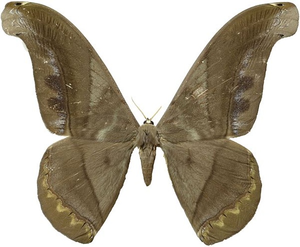 Rhescyntis hermes &copy; <a href="//commons.wikimedia.org/w/index.php?title=User:Lsadonkey&amp;action=edit&amp;redlink=1" class="new" title="User:Lsadonkey (page does not exist)">Lsadonkey</a>