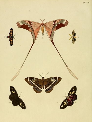 Copiopteryx semiramis &copy; <a href="https://en.wikipedia.org/wiki/Pieter_Cramer" class="extiw" title="en:Pieter Cramer">Pieter Cramer</a>  (1721 - 1776) and <a href="https://en.wikipedia.org/wiki/Caspar_Stoll" class="extiw" title="en:Caspar Stoll">Caspar Stoll</a>  (between 1725 and 1730 - 1791)