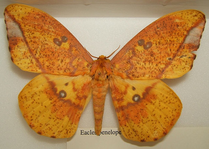 Eacles penelope &copy; No machine-readable author provided. <a href="//commons.wikimedia.org/wiki/User:Kugamazog~commonswiki" title="User:Kugamazog~commonswiki">Kugamazog~commonswiki</a> assumed (based on copyright claims).