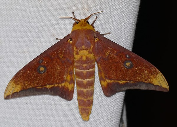 Eacles acuta &copy; <a rel="nofollow" class="external text" href="https://www.flickr.com/people/65695019@N07">Bernard DUPONT</a> from FRANCE