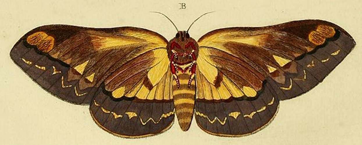 Citheronia phoronea &copy; <a href="https://en.wikipedia.org/wiki/Pieter_Cramer" class="extiw" title="en:Pieter Cramer">Pieter Cramer</a> (1721 - 1776) and <a href="https://en.wikipedia.org/wiki/Caspar_Stoll" class="extiw" title="en:Caspar Stoll">Caspar Stoll</a> (between  1725 and 1730 - 1791)