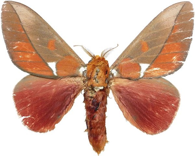 Schausiella polybia &copy; <a href="//commons.wikimedia.org/w/index.php?title=User:Lsadonkey&amp;action=edit&amp;redlink=1" class="new" title="User:Lsadonkey (page does not exist)">Lsadonkey</a>