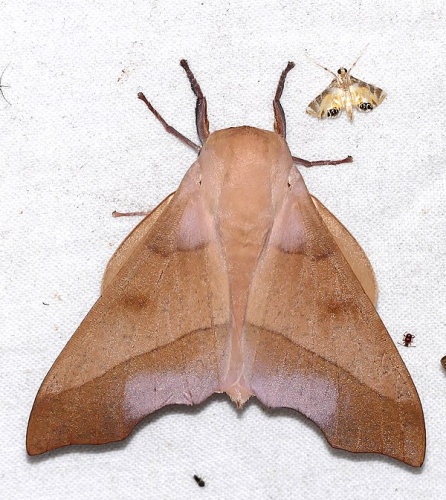 Syssphinx molina &copy; <a rel="nofollow" class="external text" href="https://www.flickr.com/people/65695019@N07">Bernard DUPONT</a> from FRANCE