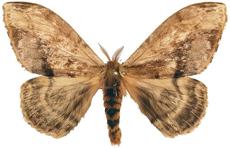 Molippa simillima &copy; <a href="//commons.wikimedia.org/w/index.php?title=User:Lsadonkey&amp;action=edit&amp;redlink=1" class="new" title="User:Lsadonkey (page does not exist)">Lsadonkey</a>