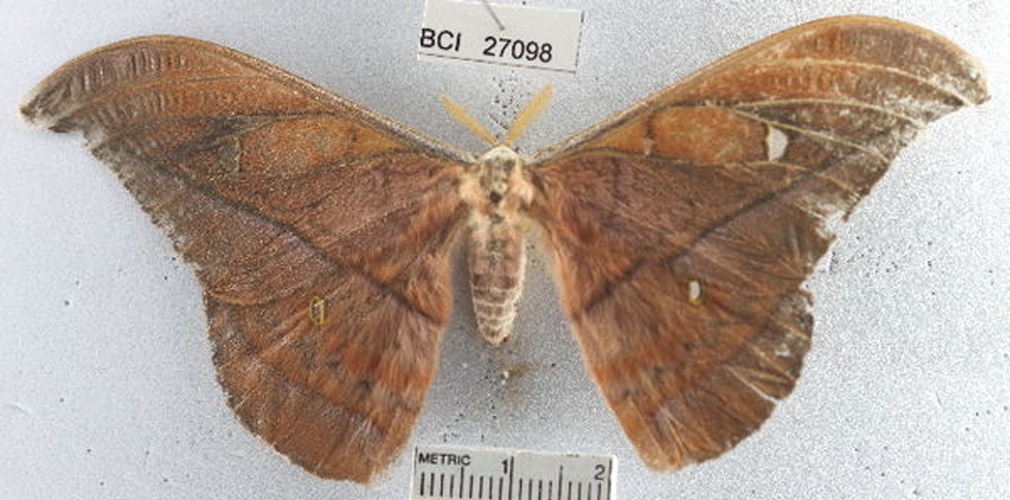 Copaxa decrescens &copy; Unspecified