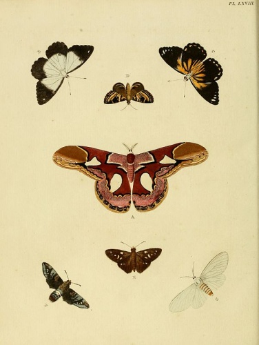 Rothschildia hesperus &copy; <a href="https://en.wikipedia.org/wiki/Pieter_Cramer" class="extiw" title="en:Pieter Cramer">Pieter Cramer</a>  (1721 - 1776) and <a href="https://en.wikipedia.org/wiki/Caspar_Stoll" class="extiw" title="en:Caspar Stoll">Caspar Stoll</a>  (between  1725 and 1730 - 1791)