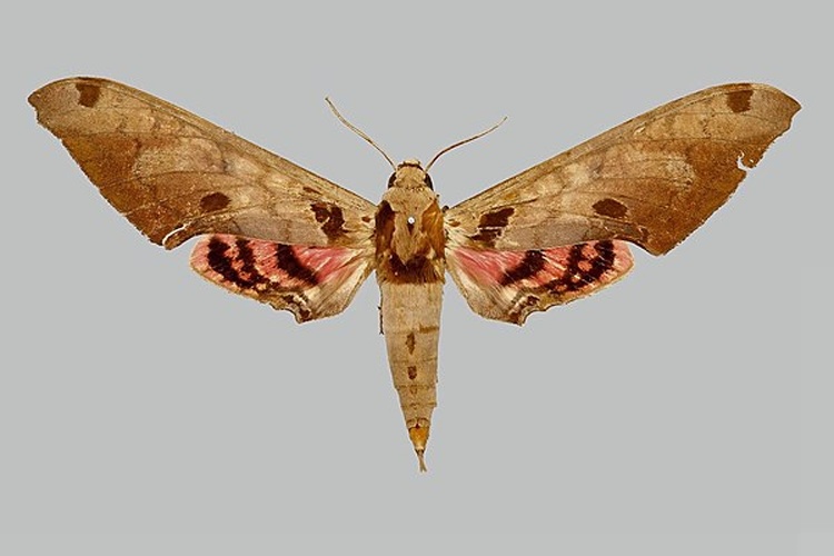 Adhemarius daphne © The Trustees of the Natural History Museum, London