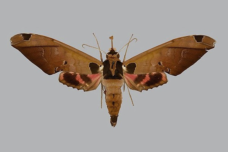 Adhemarius roessleri © The Trustees of the Natural History Museum, London
