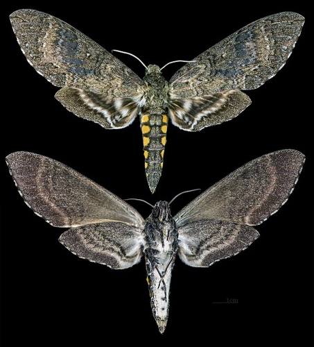 Manduca diffissa © <div class="fn value">
<a href="//commons.wikimedia.org/wiki/User:Archaeodontosaurus" title="User:Archaeodontosaurus">Didier Descouens</a>
</div>