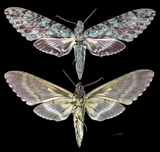 Amphimoea walkeri &copy; <div class="fn value">
<a href="//commons.wikimedia.org/wiki/User:Archaeodontosaurus" title="User:Archaeodontosaurus">Didier Descouens</a>
</div>