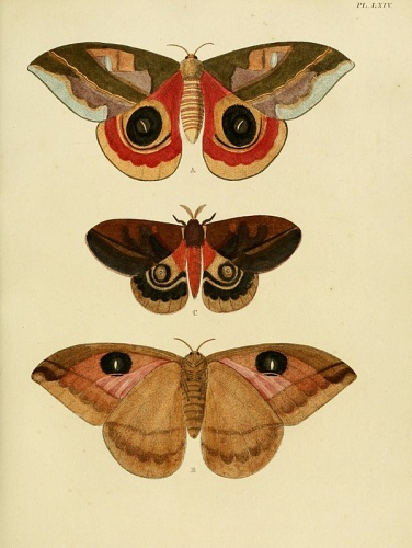 Automeris egeus &copy; <a href="https://en.wikipedia.org/wiki/Pieter_Cramer" class="extiw" title="en:Pieter Cramer">Pieter Cramer</a>  (1721 - 1776) and <a href="https://en.wikipedia.org/wiki/Caspar_Stoll" class="extiw" title="en:Caspar Stoll">Caspar Stoll</a>  (between  1725 and 1730 - 1791)