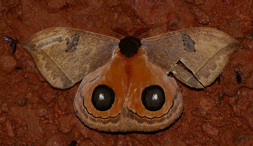 Automeris moresca &copy; <a rel="nofollow" class="external text" href="https://www.flickr.com/people/65695019@N07">Bernard DUPONT</a> from FRANCE