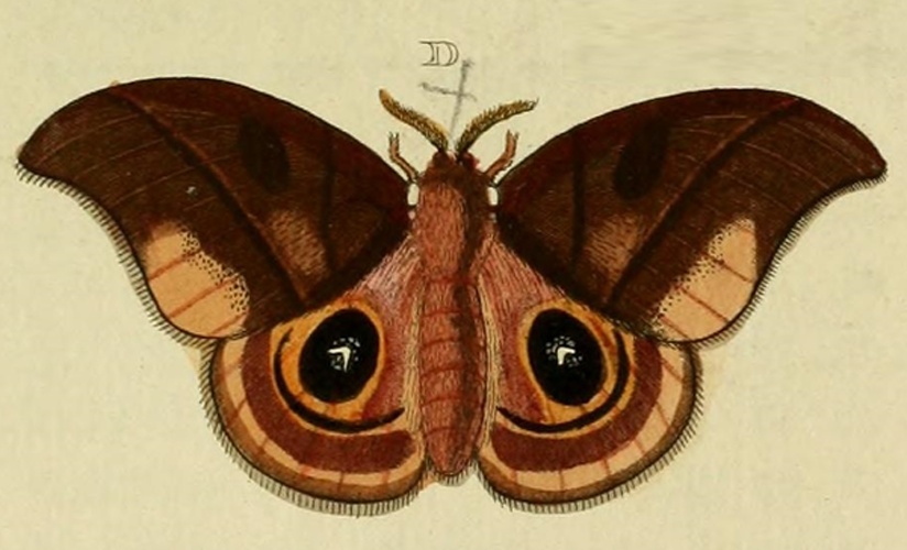 Automeris arminia &copy; <a href="https://en.wikipedia.org/wiki/Pieter_Cramer" class="extiw" title="en:Pieter Cramer">Pieter Cramer</a> (1721 - 1776) and <a href="https://en.wikipedia.org/wiki/Caspar_Stoll" class="extiw" title="en:Caspar Stoll">Caspar Stoll</a> (between  1725 and 1730 - 1791)