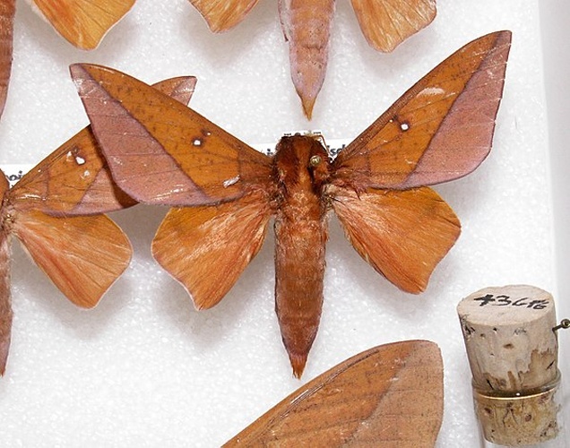 Adeloneivaia boisduvalii &copy; <a href="https://en.wikipedia.org/wiki/User:Kugamazog" class="extiw" title="en:User:Kugamazog">Shawn Hanrahan</a>