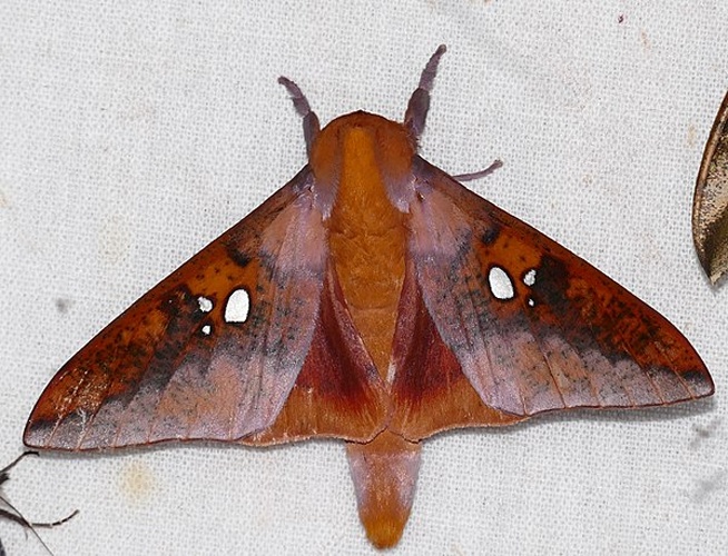 Adelowalkeria plateada &copy; <a rel="nofollow" class="external text" href="https://www.flickr.com/people/65695019@N07">Bernard DUPONT</a> from FRANCE