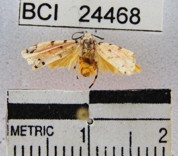 Epeiromulona thysanata &copy; Unspecified