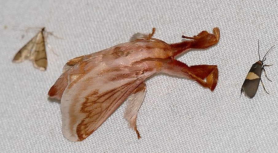 Perola villosipes &copy; <a rel="nofollow" class="external text" href="https://www.flickr.com/people/65695019@N07">Bernard DUPONT</a> from FRANCE