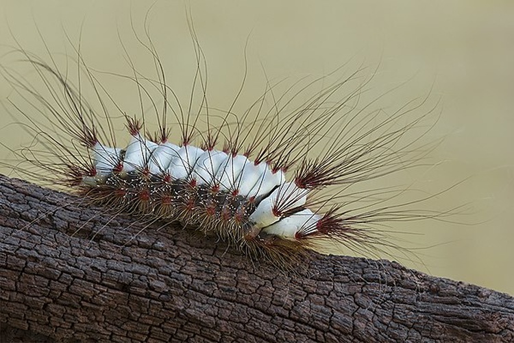 Megalopyge lanata © <a rel="nofollow" class="external text" href="https://www.flickr.com/people/9126727@N04">José Roberto Peruca</a> from Araçatuba/SP, Brasil