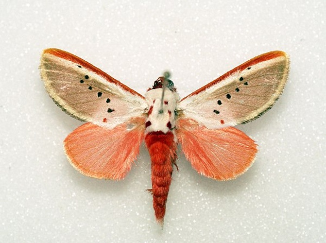 Trosia nigropunctigera &copy; <a rel="nofollow" class="external text" href="https://www.flickr.com/people/33398884@N03">Ben Sale</a> from UK