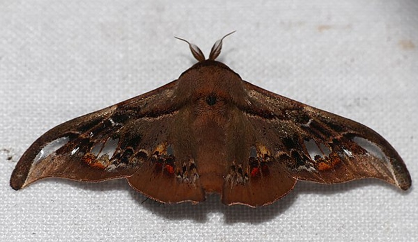 Adalgisa croesa &copy; <a rel="nofollow" class="external text" href="https://www.flickr.com/people/65695019@N07">Bernard DUPONT</a> from FRANCE