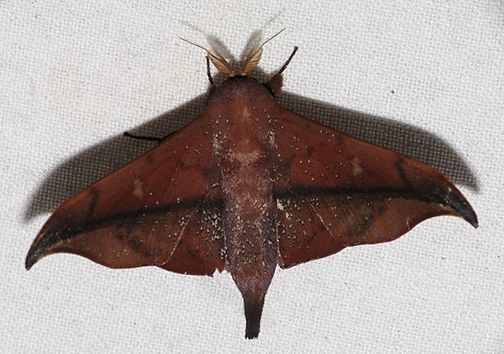 Cicinnus hamata &copy; <a rel="nofollow" class="external text" href="https://www.flickr.com/people/65695019@N07">Bernard DUPONT</a> from FRANCE