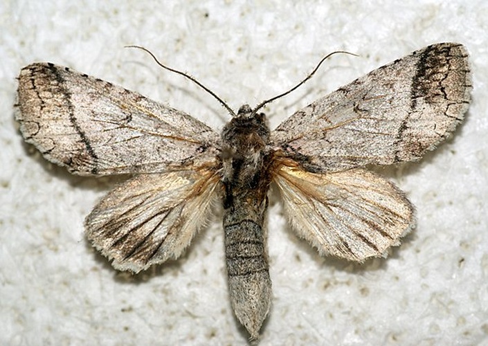 Rifargia lineata &copy; <a rel="nofollow" class="external text" href="https://www.flickr.com/people/33398884@N03">Ben Sale</a> from UK