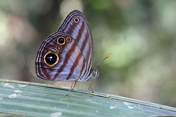 Chloreuptychia agatha © <a rel="nofollow" class="external text" href="https://www.flickr.com/people/30628571@N04">yakovlev.alexey</a> from Moscow, Russia