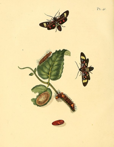 Histioea cepheus © <a href="https://en.wikipedia.org/wiki/Sepp_(publisher)" class="extiw" title="en:Sepp (publisher)">Jan Sepp</a>  (1778 - 1853)