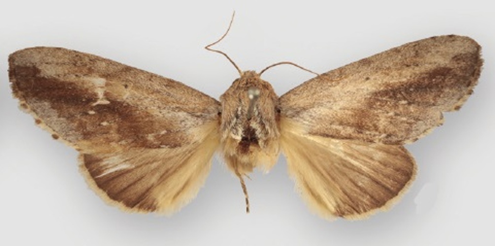 Disphragis notabilis &copy; Sullivan JB, Pogue MG