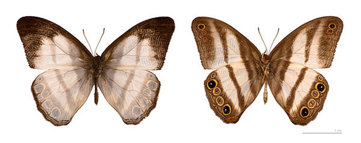 Pareuptychia hesionides &copy; <a href="//commons.wikimedia.org/wiki/User:Archaeodontosaurus" title="User:Archaeodontosaurus">Didier Descouens</a>