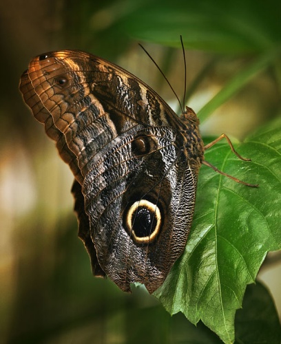 Caligo eurilochus © <a href="//commons.wikimedia.org/wiki/User:Richard_Bartz" title="User:Richard Bartz">Richard Bartz</a>, Munich aka <a href="//commons.wikimedia.org/wiki/User:Makro_Freak" title="User:Makro Freak">Makro Freak</a> <a href="//commons.wikimedia.org/wiki/File:Makro_Freak_bar.jpg" class="image"><img alt="Makro Freak bar.jpg" src="https://upload.wikimedia.org/wikipedia/commons/8/8b/Makro_Freak_bar.jpg" decoding="async" width="80" height="15" data-file-width="80" data-file-height="15"></a>